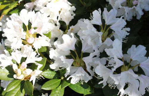 Ferienwohnungen Kanuhof - Foto 5