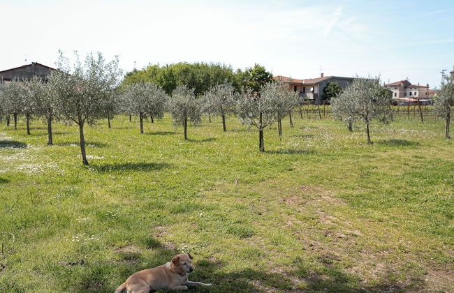 Villa Bongiovanni - Foto 48