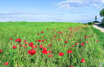 Ferienwohnung Poseidon - Foto 29