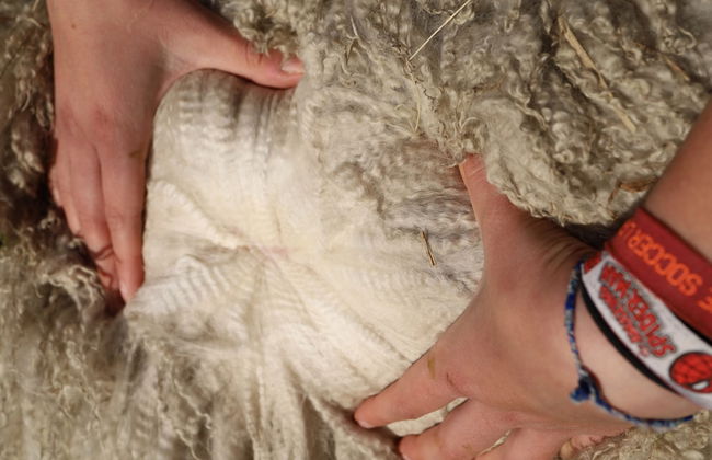 Silverstream Alpaca Farmstay and Tour - Foto 30