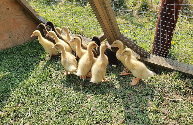 Double Decker Bus on an Alpaca Farm Sleeps 8 - Foto 70