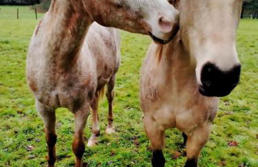 Manoir de L'Aisnerie - Foto 34
