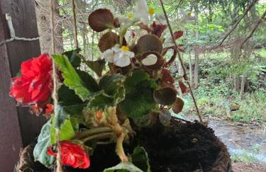 Nad Potokiem z Alpakami - Foto 78