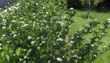 Ferienwohnung Aronia Garten - Foto 3