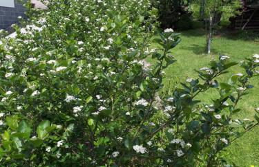 Ferienwohnung Aronia Garten - Foto 3