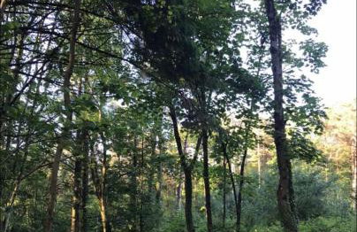 Flying Scotsman Unique Carriage Pet Friendly! Lazy Spa can be available upon request with additional cost of 40 - Foto 18