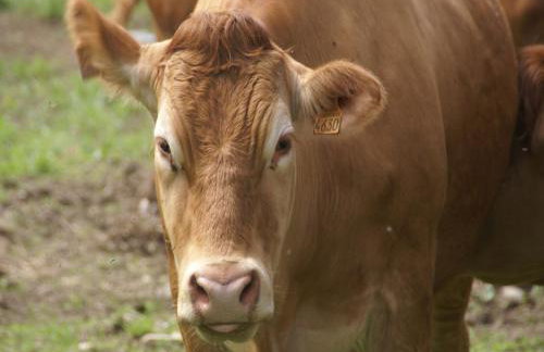 Holiday Home Vagney near Ski Gérardmer - Photo 10