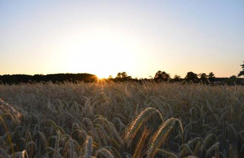 Ferienhaus Seensucht - Foto 14