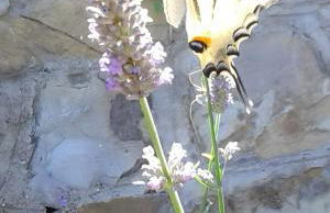 Mare Colline Città d'Arte - Foto 32