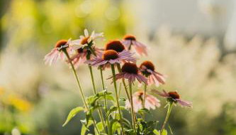 Residence Der Heinrichshof - Foto 4, Garden