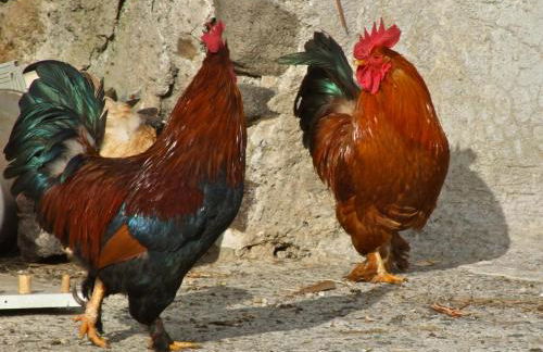 agriturismo u zu peppino - Foto 14