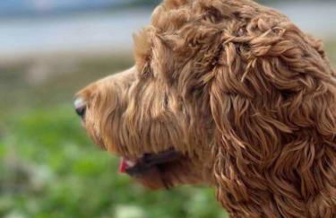 Cosy one bed cottage in Anglesey - Foto 26
