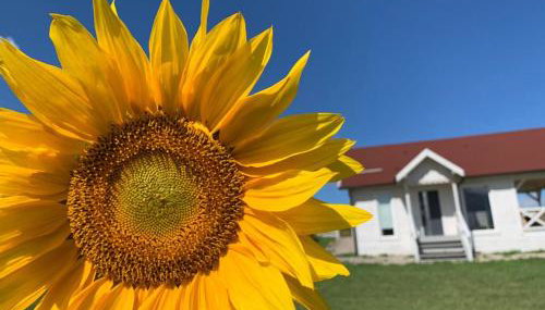 Giżycko-Przerwanki Domki Widok na Mazury - Foto 4, Garden, Garden view