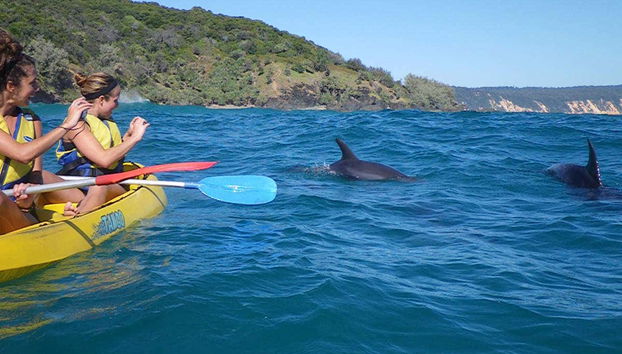 Dolphin View Kayak Tour - Foto 5