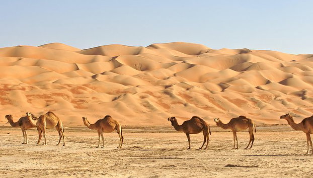 Private Liwa Full Day Desert Safari para parejas - Foto 4