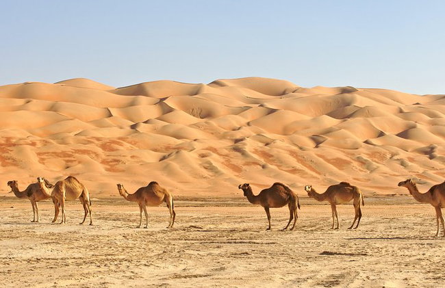 Private Liwa Full Day Desert Safari para parejas - Foto 4