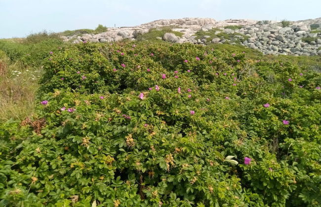 4 Star Holiday Home in Grebbestad-by Traum - Foto 16