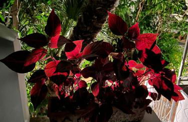 Maison Mele Ischia - Foto 25