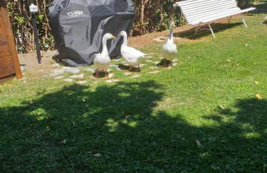 Agriturismo campagna in compagnia - Foto 31