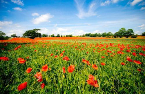 Carpenters Cottage near Hadrian's Wall - Foto 26