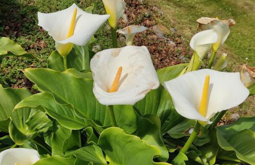 Apartamentos Rurales Llagumelon - Foto 50