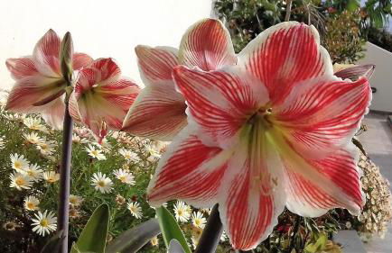 Vivenda Linda Vista - Foto 8