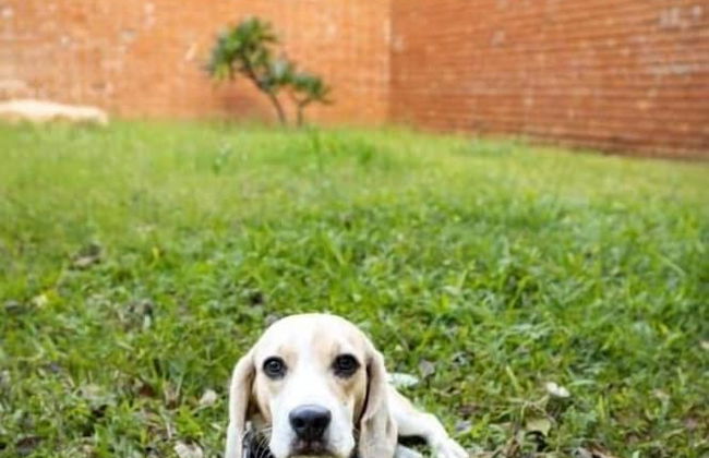 Amã Stays & Trails Forest Home, Hosur - Foto 21