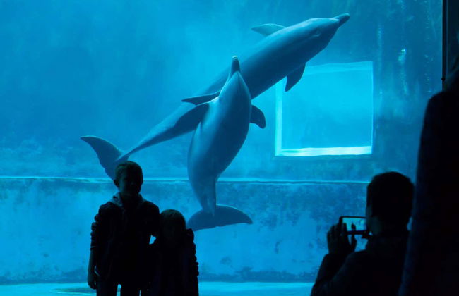 Entrada al Acuario de Génova + Paseo en barco con avistamiento de cetáceos - Foto 4