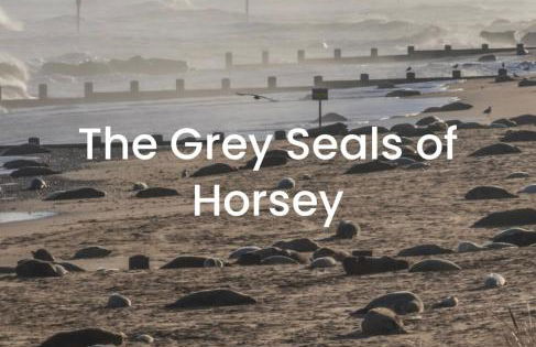 Garden Cottage, Cosy, Private, Short drive to beach - Foto 48