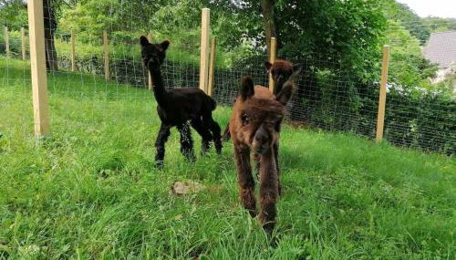 Casa de Alpaca - Photo 3