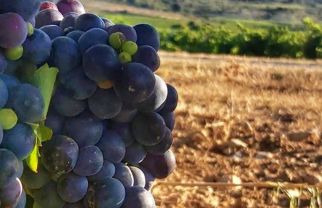 Visite des caves J.F. Iradier - Photo 8