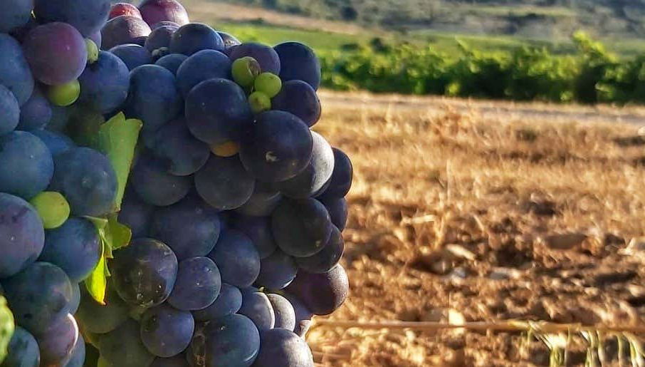 J.F. Iradier Winery Tour