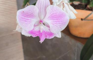 Lar Maria Lima - Foto 39