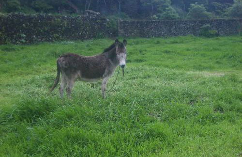 Quinta dos Afectos - Photo 21