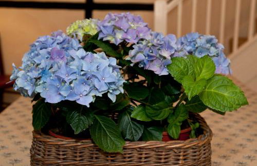 Tros Yr Afon Holiday Cottages and Manor House - Photo 57