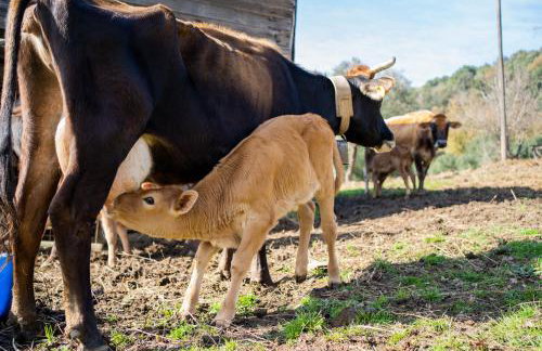 Agriturismo San Basilio - Foto 72