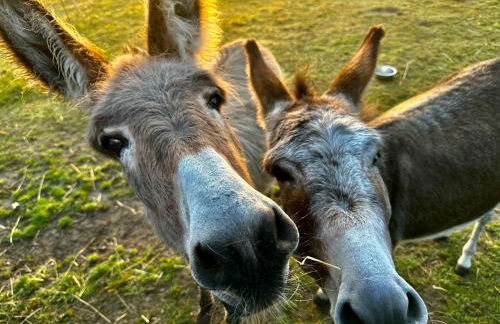 Schöner Winkel - Foto 16