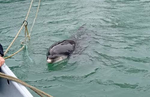 Old Farm renovated ,5 min from beach and forest - Foto 6