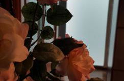 LA CASA DE HERACLES CADIZ - Photo 7