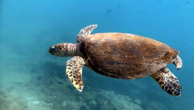 Dibba Al-Fujairah Snorkelling Tour - Foto 2