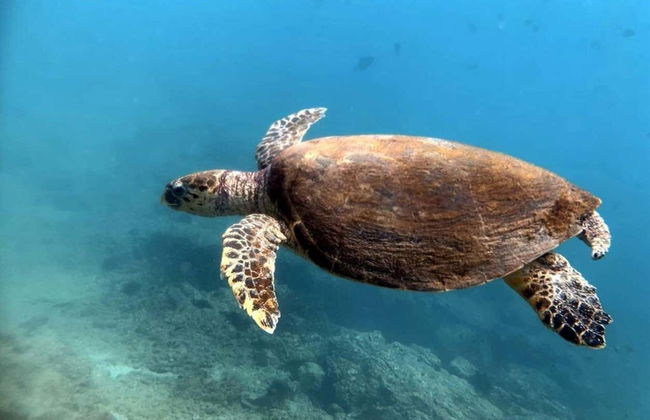 Bautismo de buceo en Dibba Al-Fujairah - Foto 4