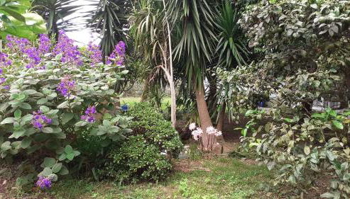 Quinta das rãs - Photo 4, Garden, Garden view