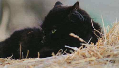 Le Chianine dei Tognoli - Foto 4