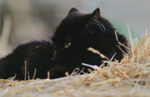 Le Chianine dei Tognoli - Foto 4