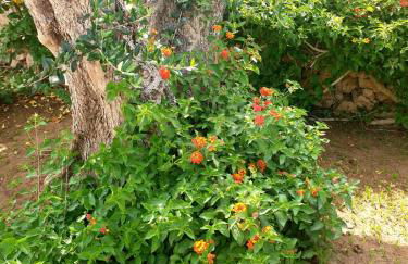 Villa Sargheruoli - Foto 67