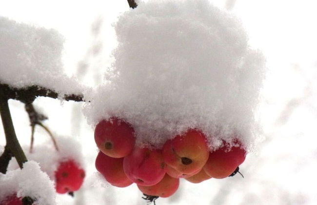 Pfaelzerleben - Foto 7