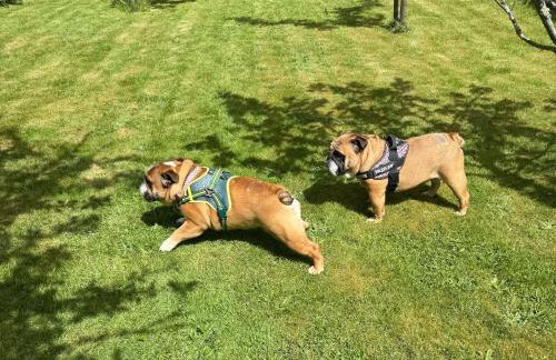 Cwt Mochyn - Foto 18