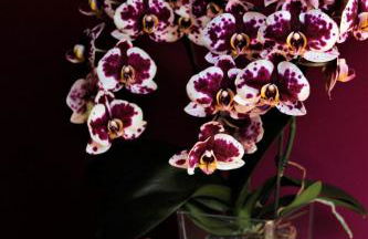 En busca del viento del norte - Foto 4