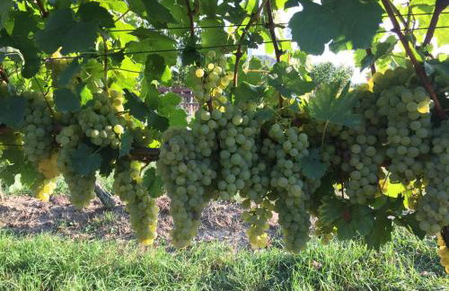 Winzerhof Bitzenhofer - Foto 25