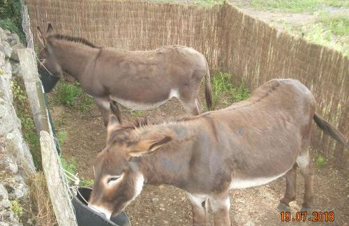 Demeure traditionnelle en pierre avec piscine - Foto 21
